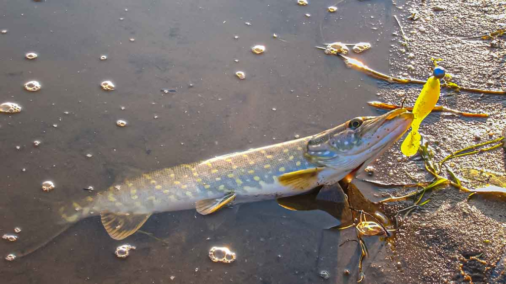 Dambologija. Pirma dalis Dambologija. Pirma dalis