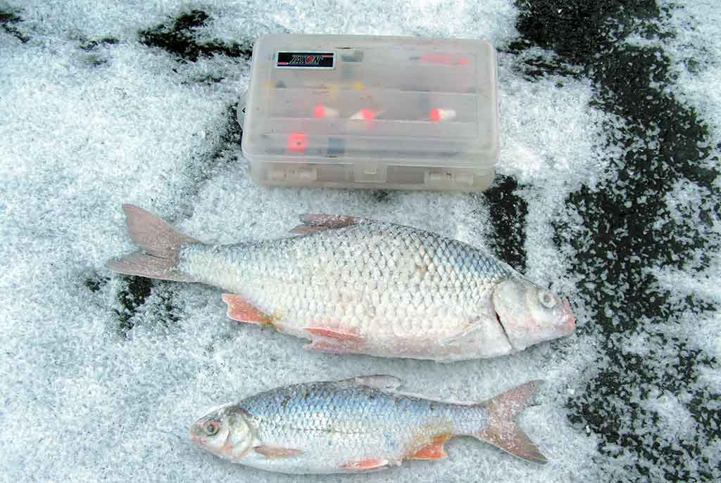 Kaip pagauti kuoją? Kaip pagauti kuoją?