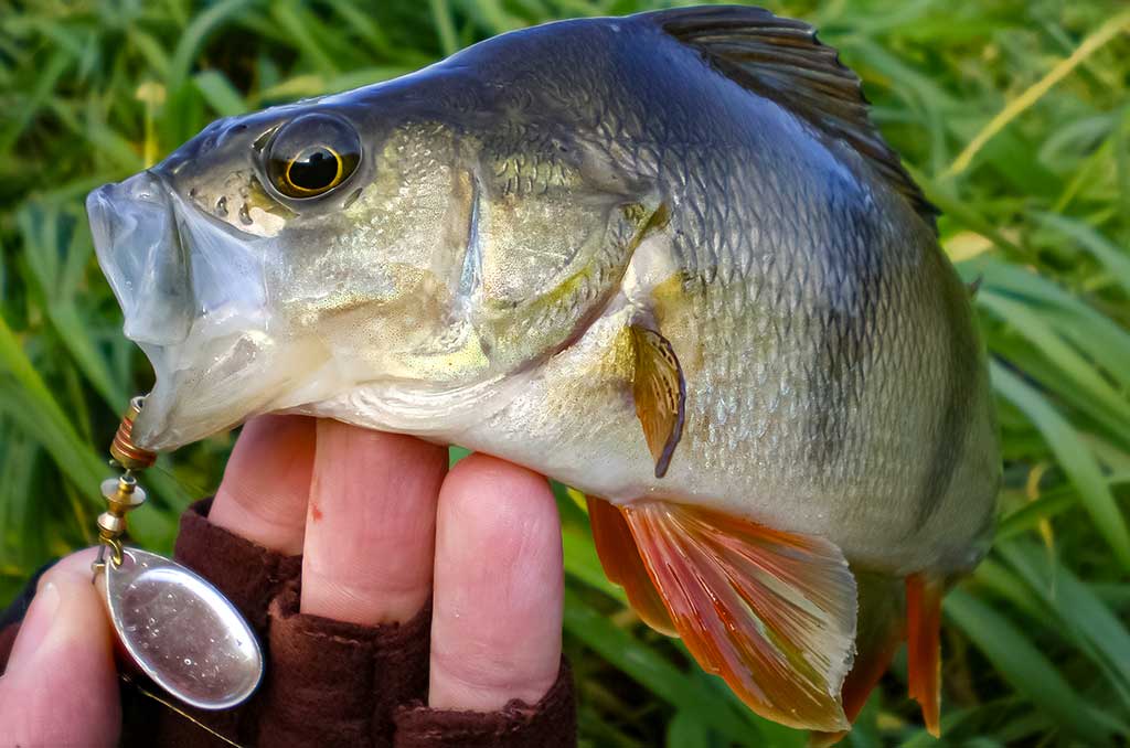 Mepps – tai žvejybinė klasika Mepps – tai žvejybinė klasika