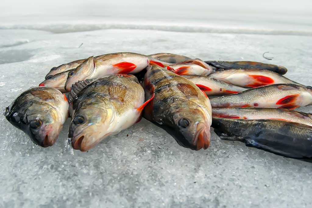 Kaip pagauti ešerį? Kaip pagauti ešerį?