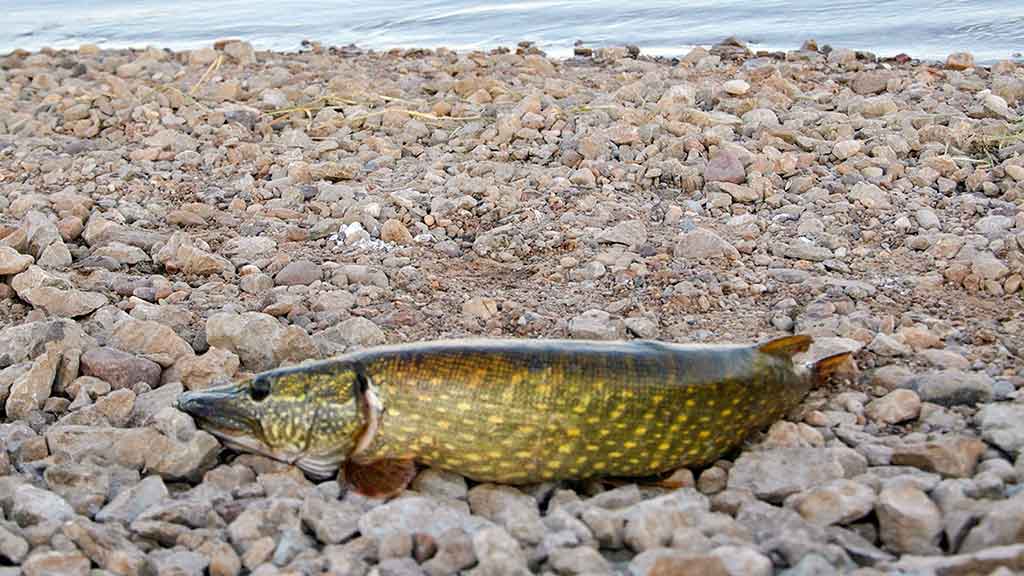 Ar sunku išmokti spiningauti? Antra dalis Ar sunku išmokti spiningauti? Antra dalis