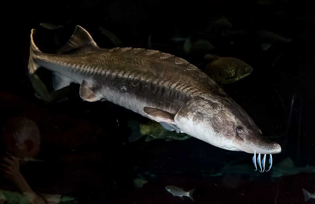 Didysis eršketas arba beluga - Huso huso