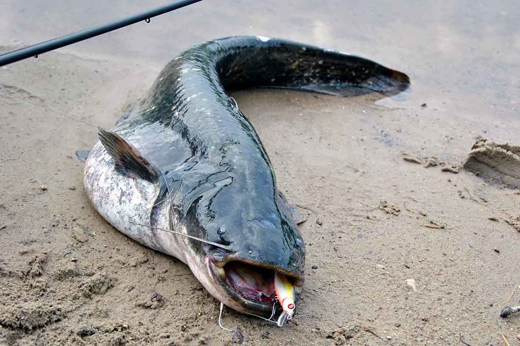 Kaip sugauti šamą? Kaip sugauti šamą?