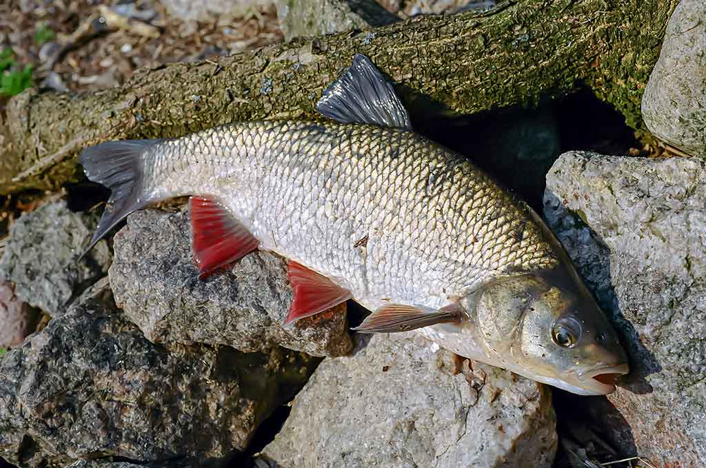 Ar sunku išmokti spiningauti? Pirma dalis Ar sunku išmokti spiningauti? Pirma dalis
