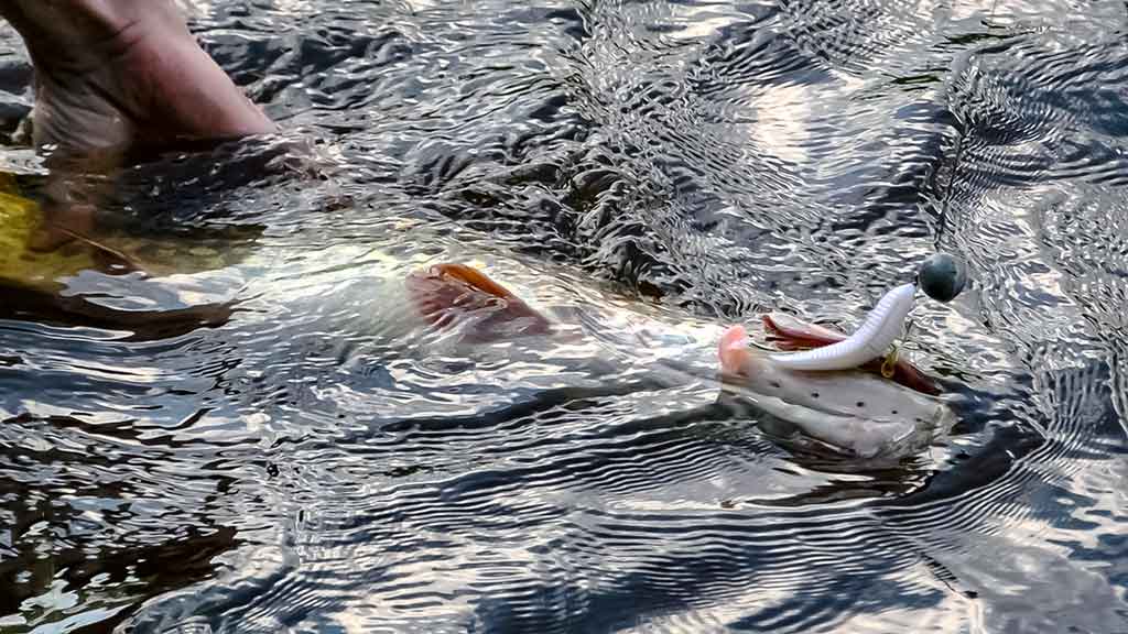 Spiningavimas naktį vėlyvą rudenį. Kelių kartų̃ masalai