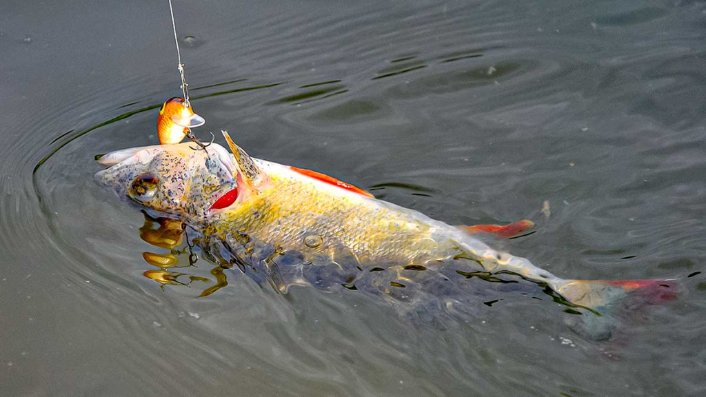 Šiek tiek minčių apie voblerius ir jų pravedimo techniką