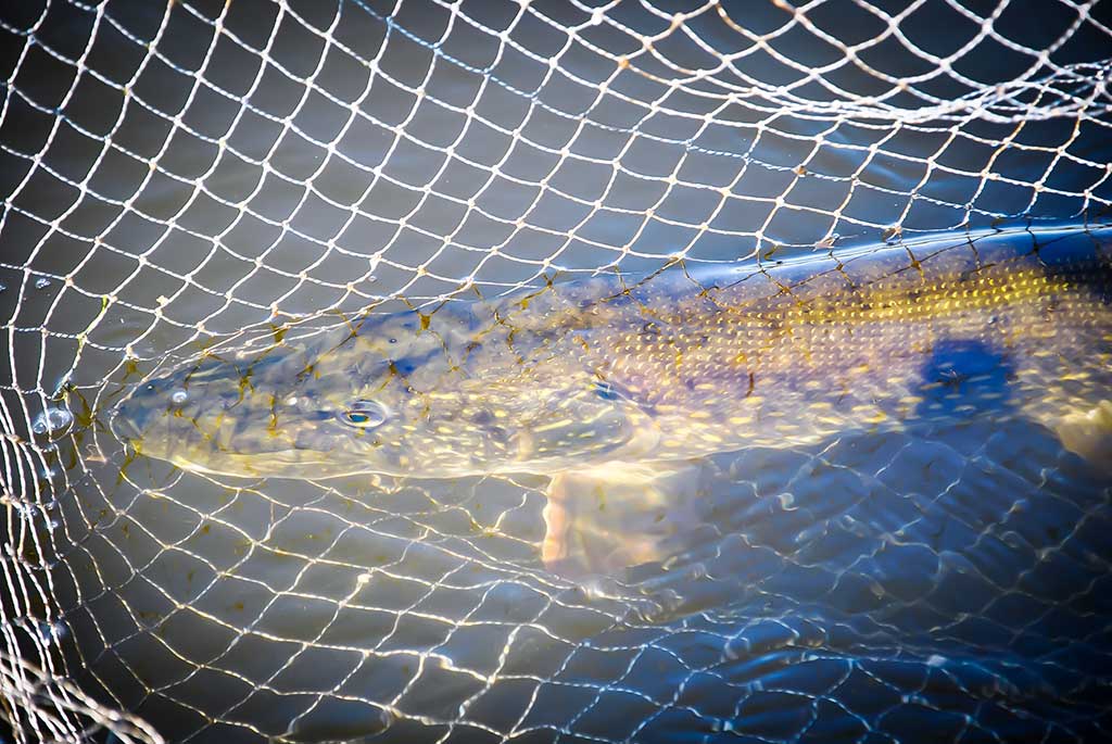 Balza, plastikas, abachi ir didelės lydekos. Pirma dalis Balza, plastikas, abachi ir didelės lydekos. Pirma dalis