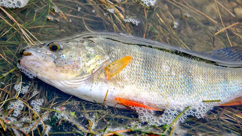 Kaip pagauti lydeką? Kaip pagauti lydeką?