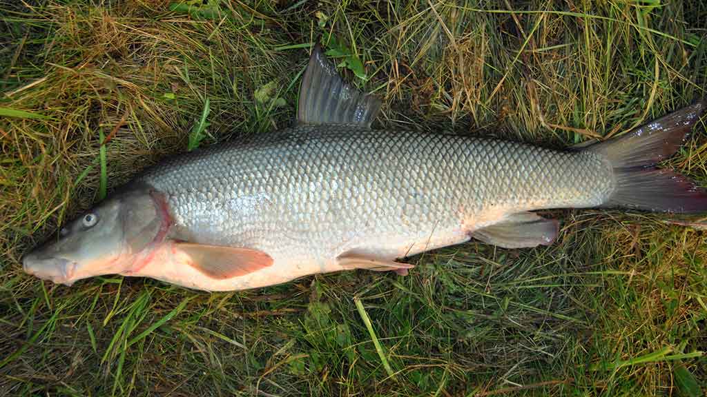 Paskutinės katino dienos Paskutinės katino dienos