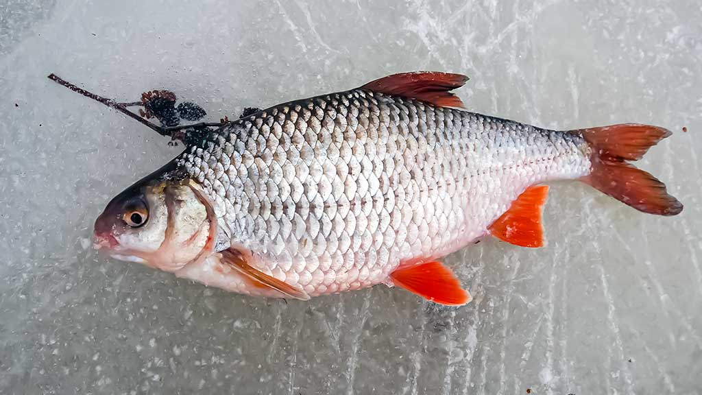 Kuoja Kuoja