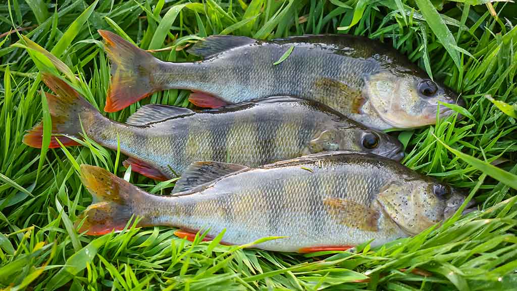 Apie atviras akis, šutintus žirnius, spiningavimą ir būsimą tvaną Apie atviras akis, šutintus žirnius, spiningavimą ir būsimą tvaną