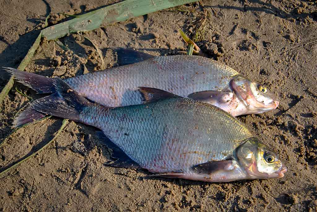 Didelių upių karšiai. Pirma dalis Didelių upių karšiai. Pirma dalis