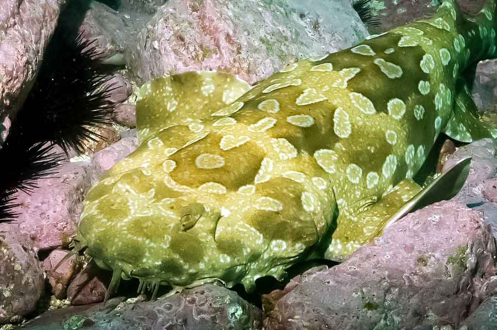 Kiliminis ryklys - Orectolobiformes