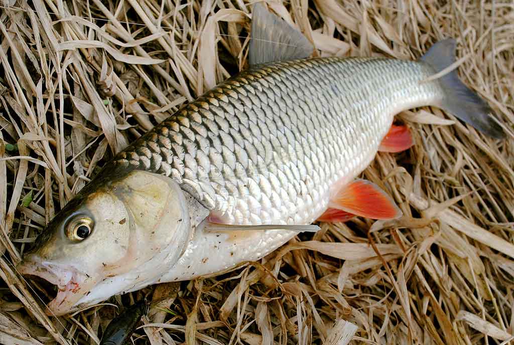 Šapalo šypsena. Pirma dalis Šapalo šypsena. Pirma dalis