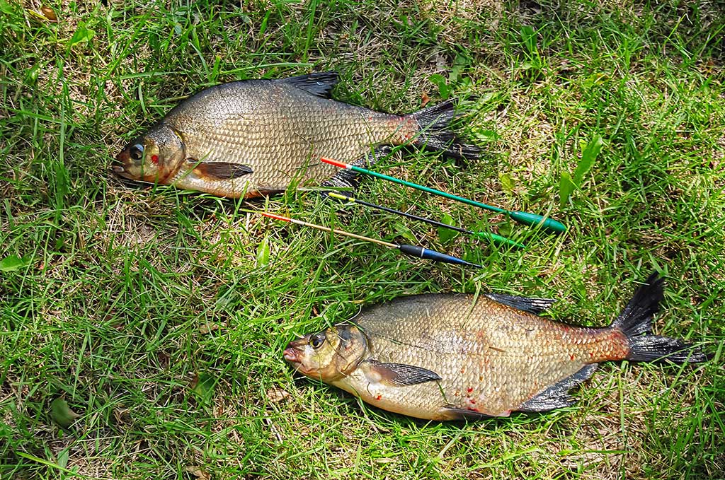 Rytmetinis plūdės šokis Rytmetinis plūdės šokis