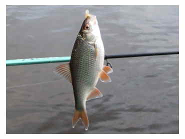 Aštrus kabliukas Aštrus kabliukas