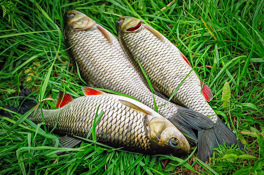 Dideli mažų upių siurprizai Dideli mažų upių siurprizai