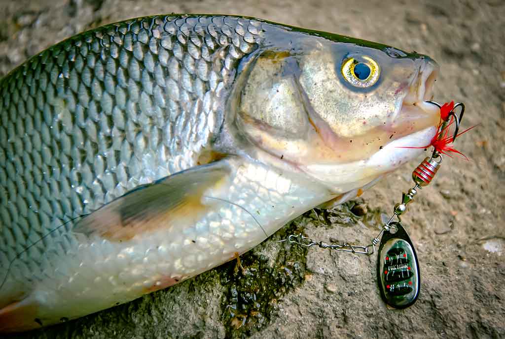 Klasikinis masalas meknėms. Pirma dalis