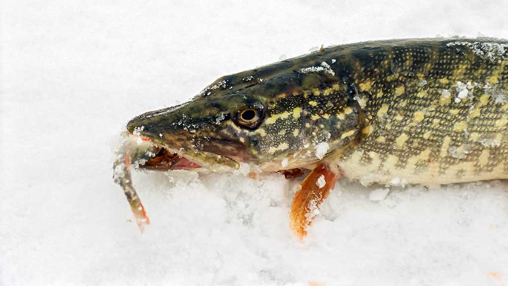 Kaip pagauti ešerį?