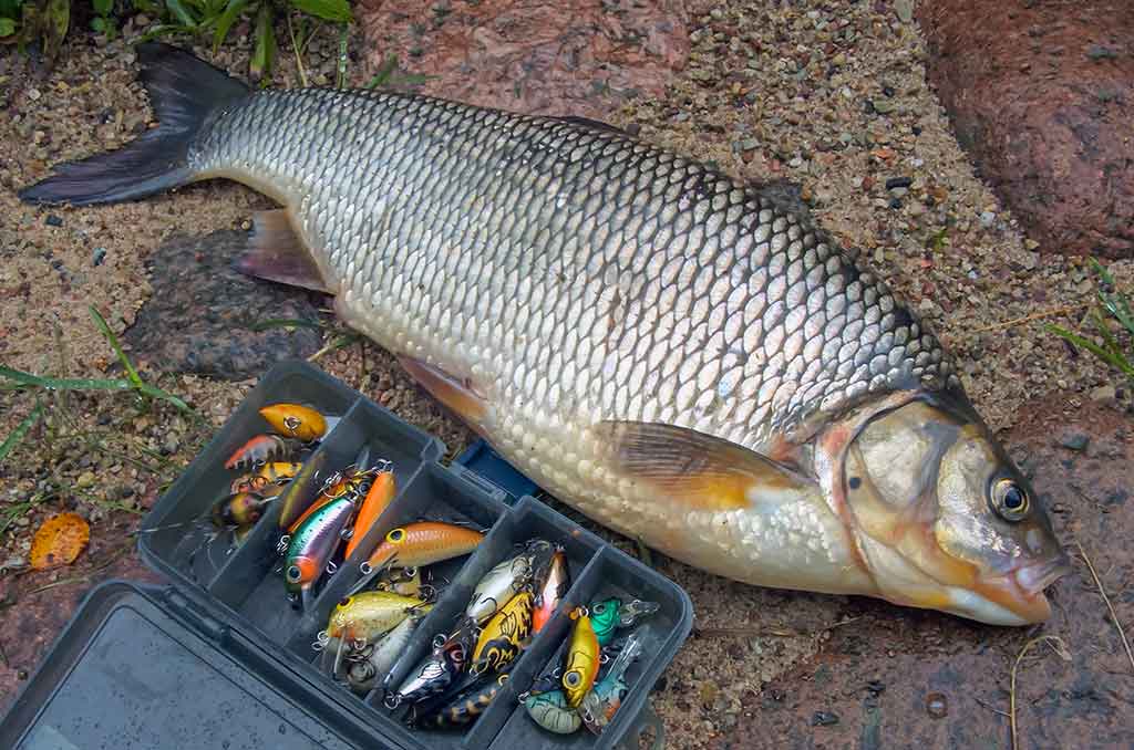 Tiny – kryptis į srovės širdį. Pirma dalis Tiny – kryptis į srovės širdį. Pirma dalis