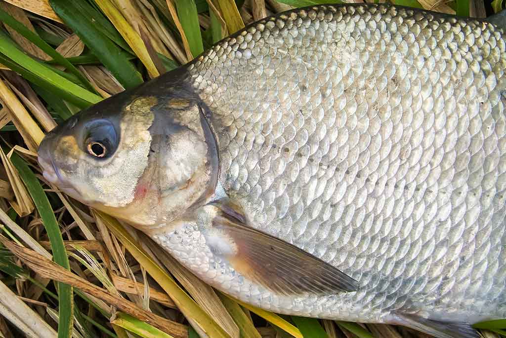 Šapalus – lyg karpius