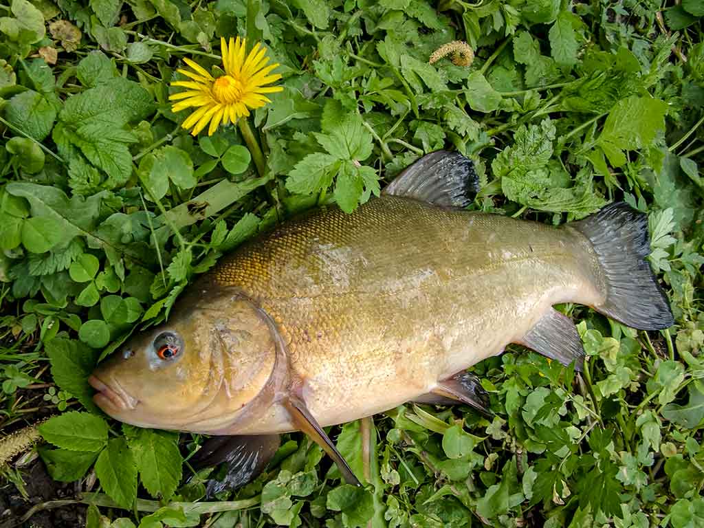 Nuo A iki Z apie monofilamentinį valą. Trečia dalis