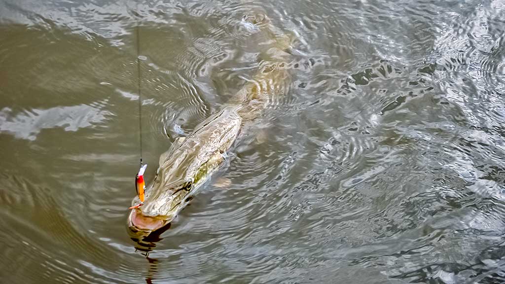 Žvejo aura. Antra dalis Žvejo aura. Antra dalis