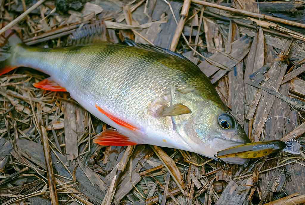 Pakibęs vandens storymėje. Pirma dalis 