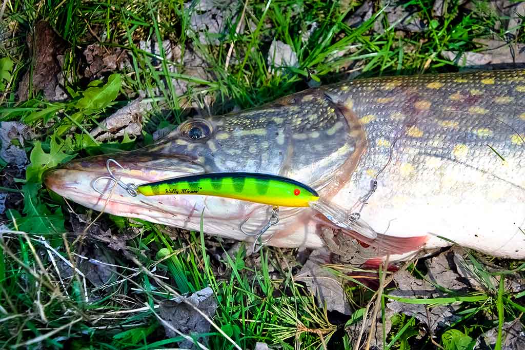 Prieš srovę, pasroviui... Žinomi ir mažiau žinomi vobleriai Prieš srovę, pasroviui... Žinomi ir mažiau žinomi vobleriai