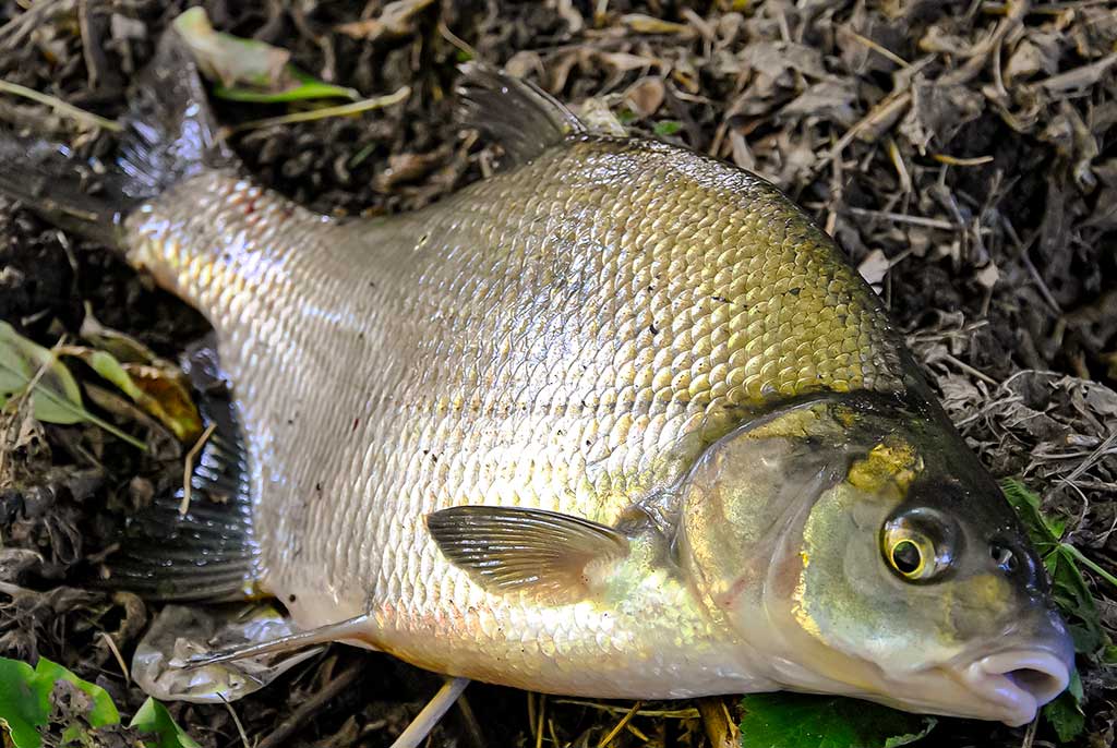 Dambologija. Trečia dalis Dambologija. Trečia dalis