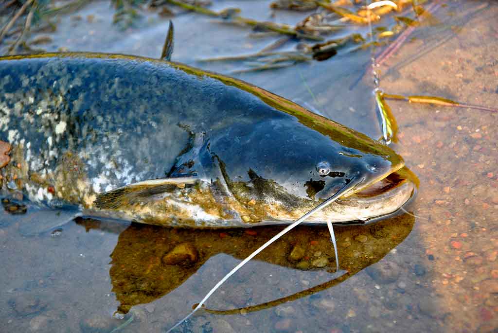 Tas sunkiai pagaunamas šamas. Pirma dalis Tas sunkiai pagaunamas šamas. Pirma dalis