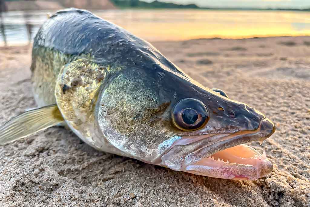 Kaip pagauti lydeką? Kaip pagauti lydeką?