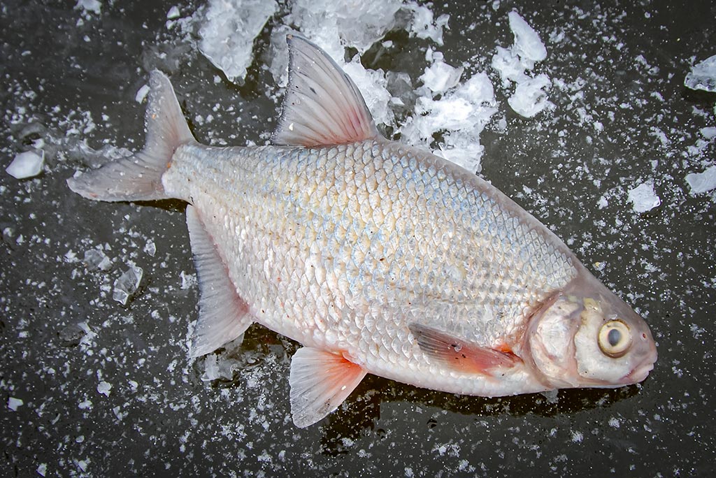 Sidabrinis blyksnis po pirmu ledu. Antra dalis