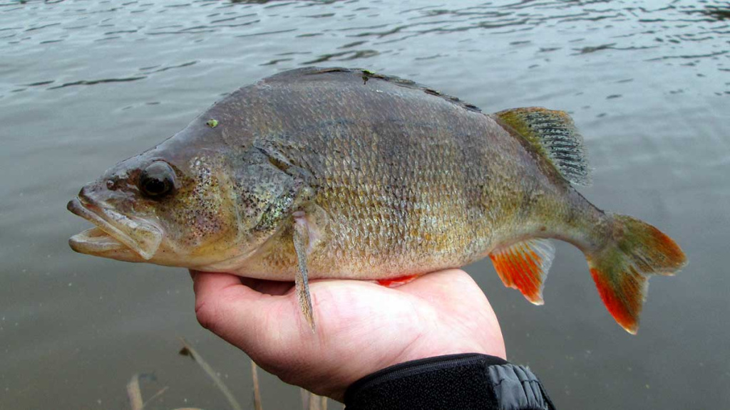 Paprastą spalio dieną prie Nevėžio. Antra dalis Paprastą spalio dieną prie Nevėžio. Antra dalis
