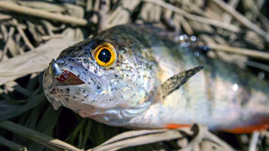 Kaip pagauti ešerį? Kaip pagauti ešerį?