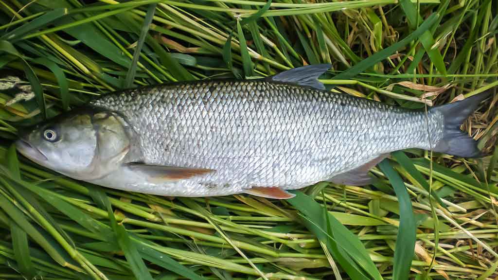 Mepps – tai žvejybinė klasika 2 Mepps – tai žvejybinė klasika 2