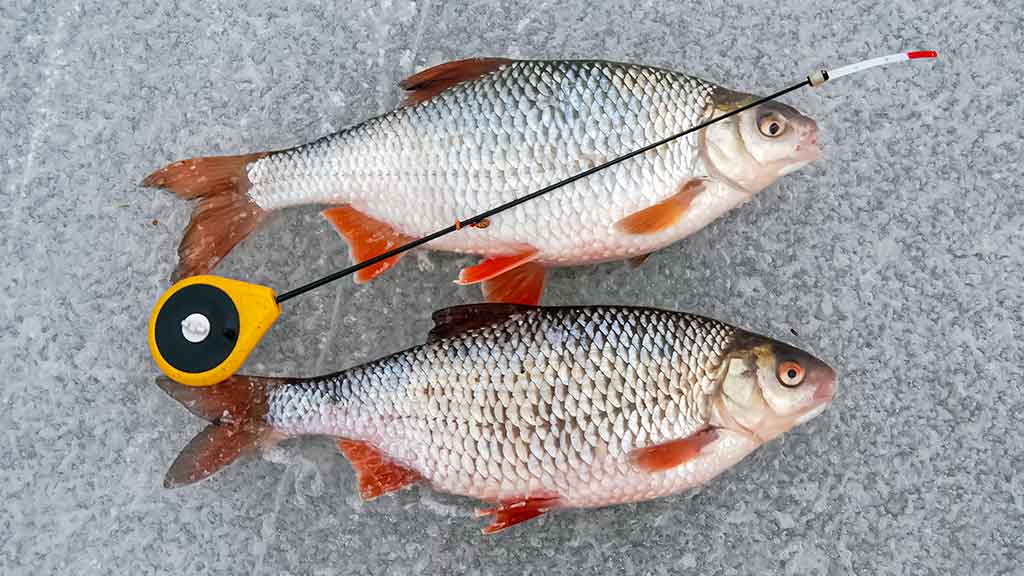 Kaip paruošti meškerę poledinei žūklei