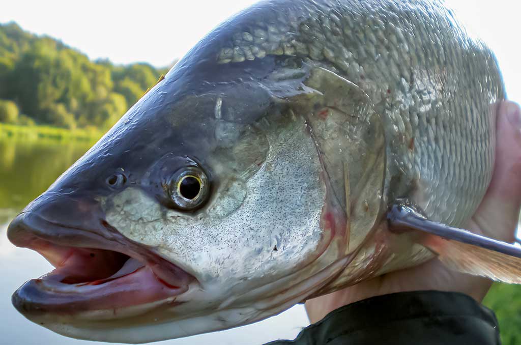 Salatis iš upės vidurio. Pirma dalis