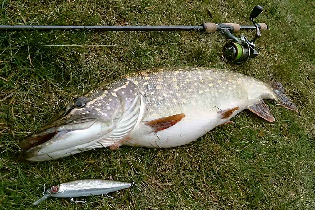 Vobleris po mikroskopu – liežuvis ir kilpa. Antra dalis