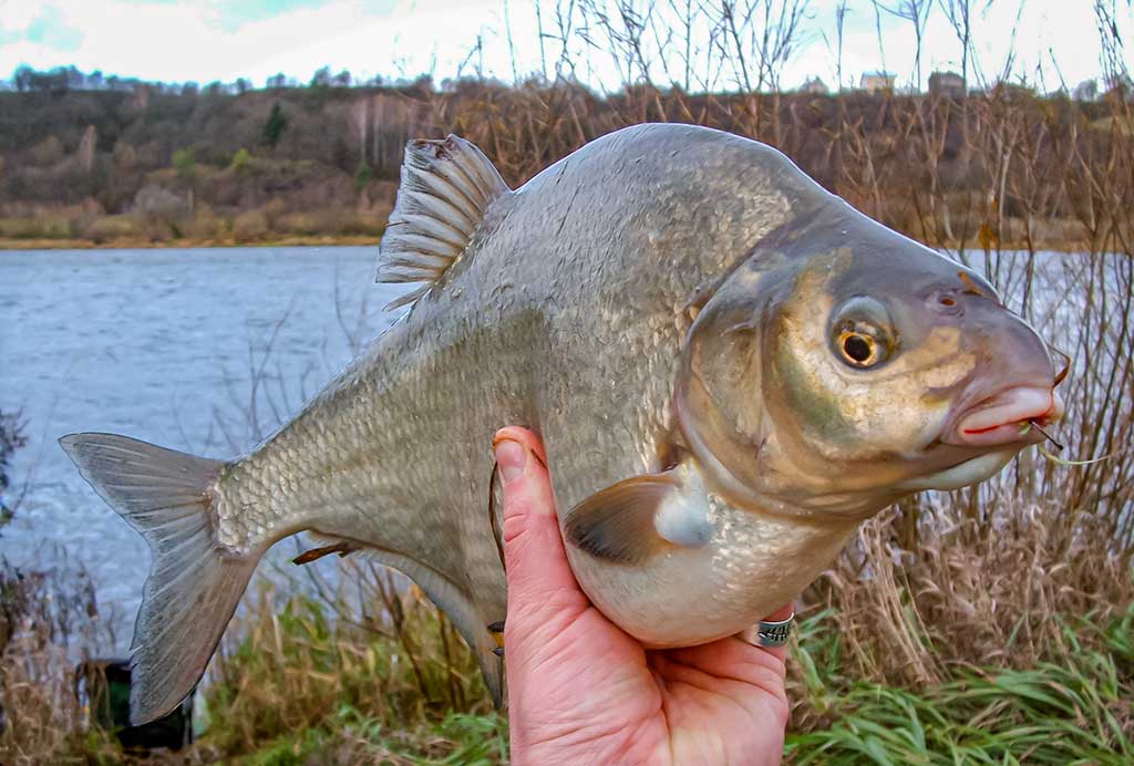 Dambologija. Ketvirta dalis Dambologija. Ketvirta dalis