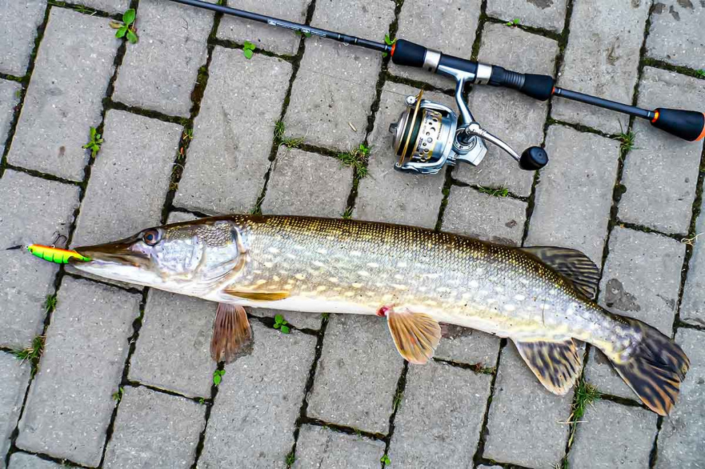 Ar sunku įsisavinti tvičingą? Spiningas