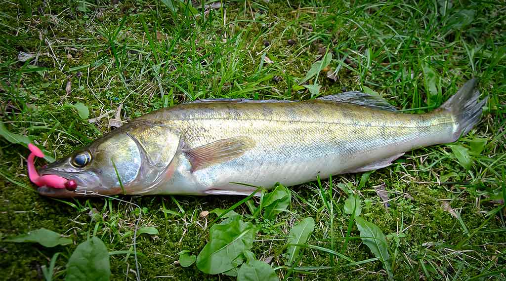 Vandenžolių tankmėje. Pirma dalis Vandenžolių tankmėje. Pirma dalis
