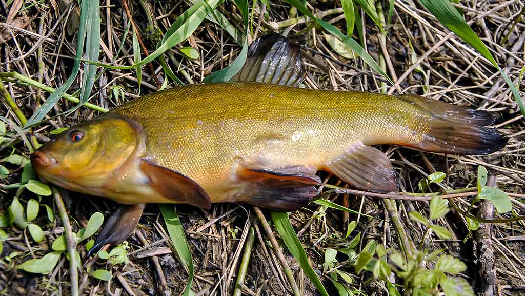 Meškeriojimas su waggler. Plūdės kaina ir masė Meškeriojimas su waggler. Plūdės kaina ir masė