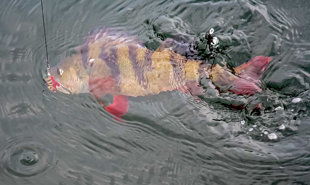 Nepailstanti žuvų viliotoja. 1 dalis