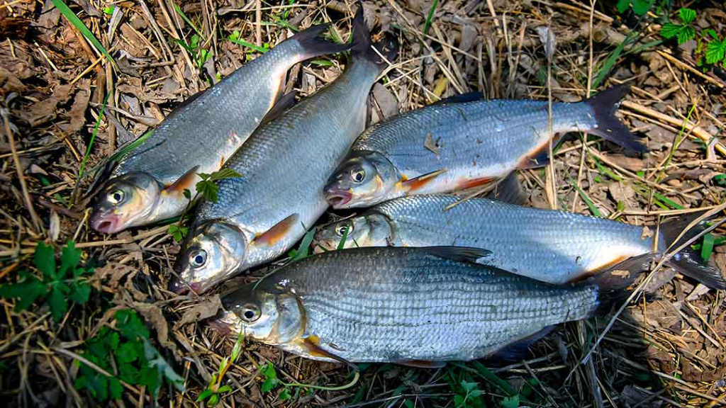 Šeštadienis, balandžio 22 – oji. Jau prasidėjo!