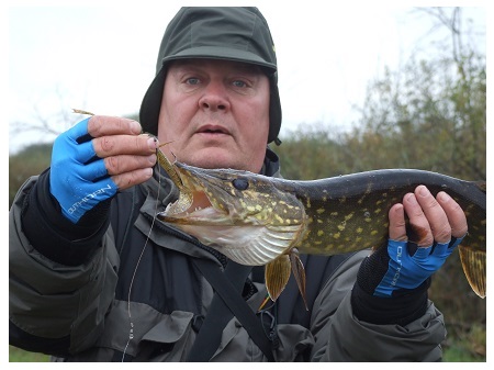 Įmitusi rudeninė lydeka akivaizdžiai svers per du kilogramus. Apžiūriu masalą – aplamdytas, tačiau dar tiks.