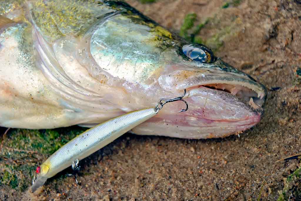 Kaip pagauti nedrąsią plėšrūnę