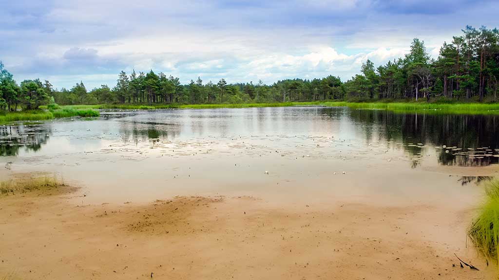 Ar iš balos tas gražumas. Knisantis dumblą