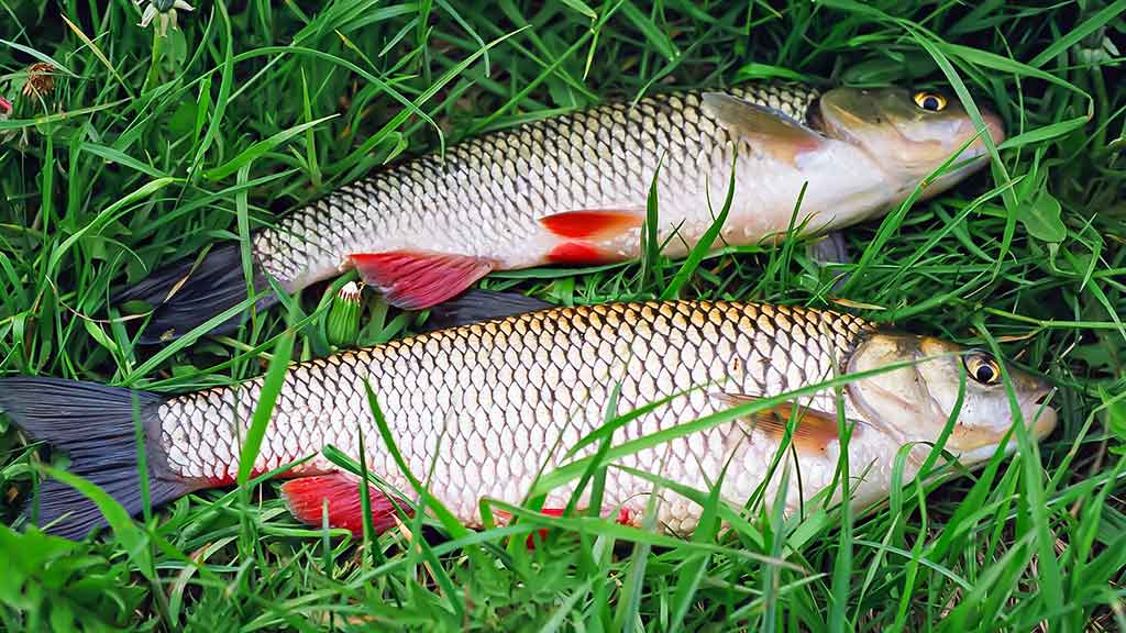 Vandens džiunglių labirintuose. Patys aukščiausi