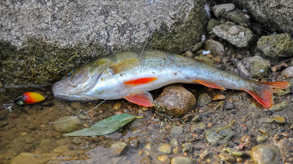 Tiny – kryptis į srovės širdį. Trečia dalis